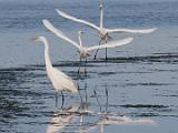 Spring Workshop 2015 007 : Animal, California, Egret, Elkhorn Slough, LOCATION, LOCATION & SUBJECT KEYWORDS, Monterey Bay, North America, SUBJECT, USA